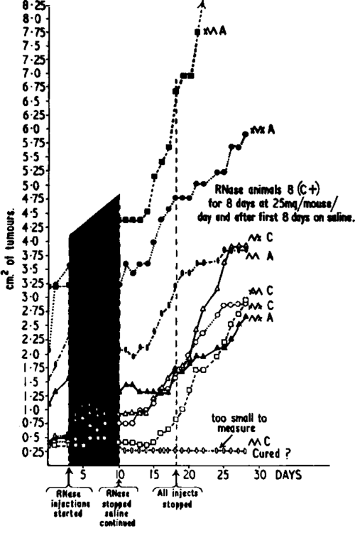 Actual Tumor Surface Area and Single Growth Curves of 8 Animals