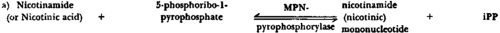 Biosynthesis and breakdown of DPN 1