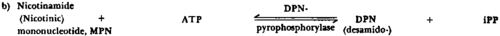 Biosynthesis and breakdown of DPN 2