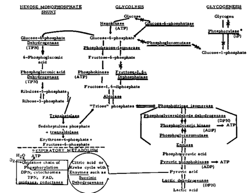 Carbohydrate metabolism and enzymes