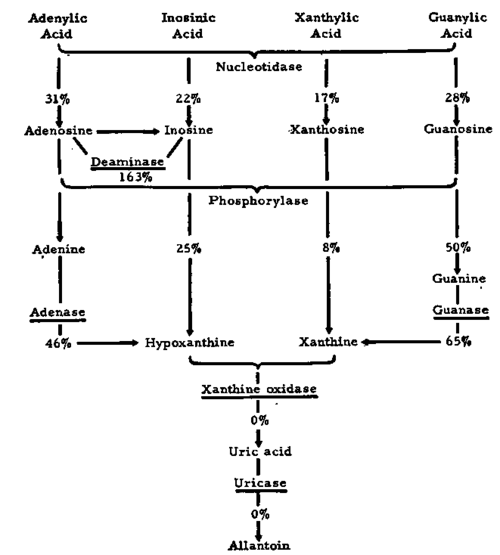 Changes in purine catabolising enzyme activities of the Novikoff hepatoma