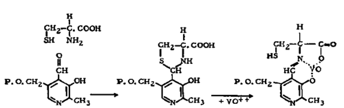 Interaction of cysteine with pyrvanal