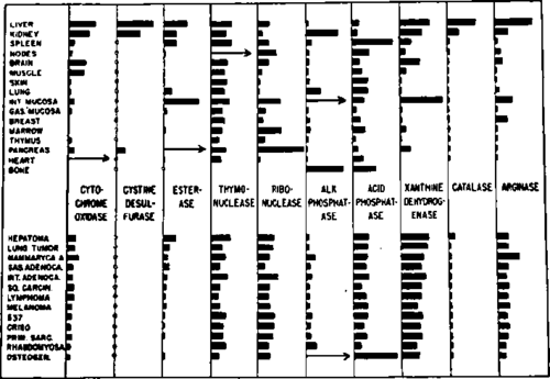 Levels of various enzymes in normal and cancer tissues of mice