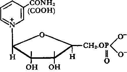 Nicotinamide Mononucleotide