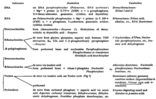 Nucleic acid, etc. metabolism