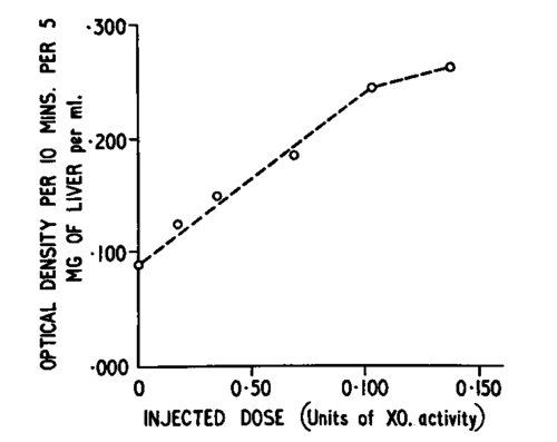 Relation between liver xanthine oxidase activity in mouse livers