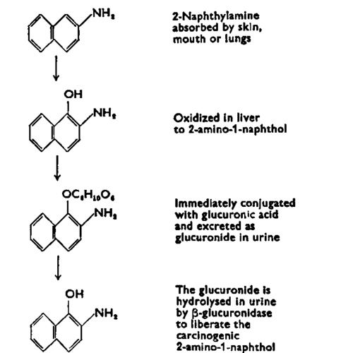 Schematic representation of the metabolism of 2 Naphthylamine