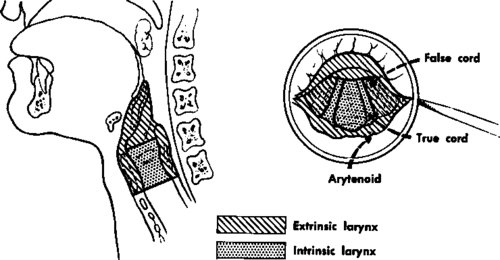 Sagittal section