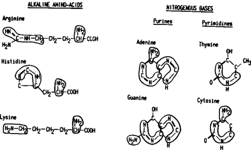 The NH2 and C N C N groups appear as entities taking part in the formation of alkaline amino acids
