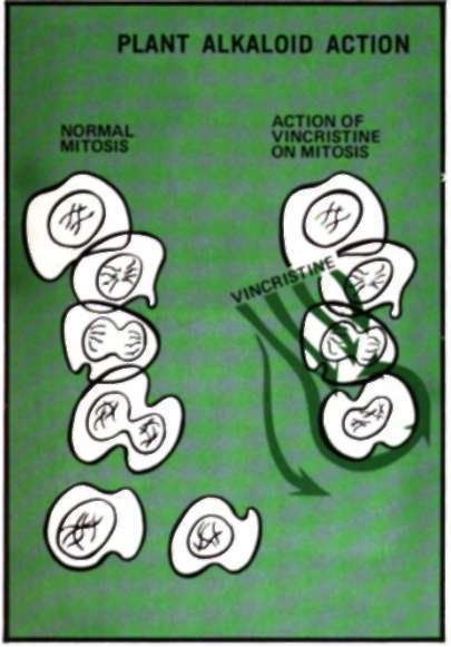 Plant Alkaloid Action