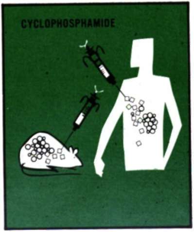 cyclophosphamide tests
