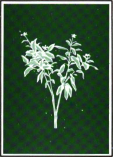 periwinkle plant  Vinca rosea