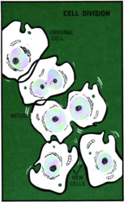 process of cell division