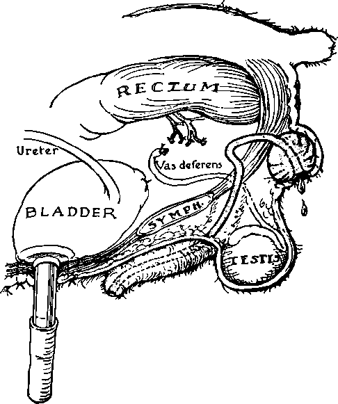 The canine prostatic translocation operation