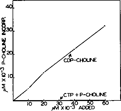 The enzymatic conversion of synthetic cytidine diphosphate choline to lecithin