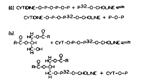 The function of cytidine nucleotides in the biosynthesis of lecithin
