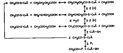 butyrate oxidation