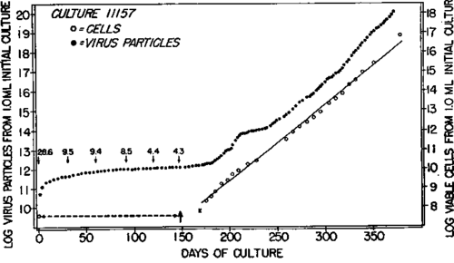 Behavior of a long term culture of myeloblasts