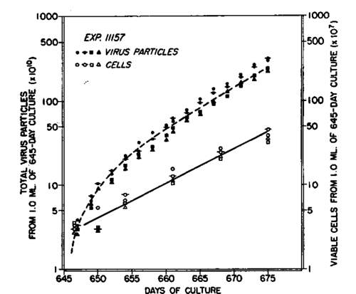 Cell growth and virus liberation in a later period