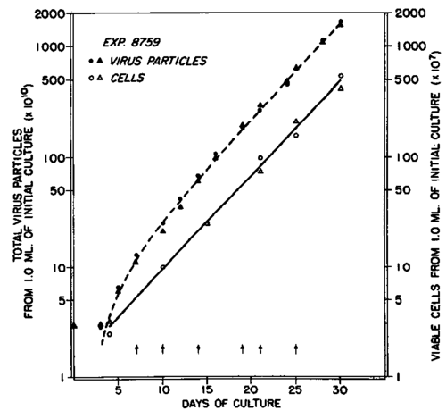 Cell growth and virus liberation