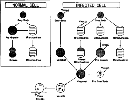 Diagrammatic representation of potential derivatives of gray bodies