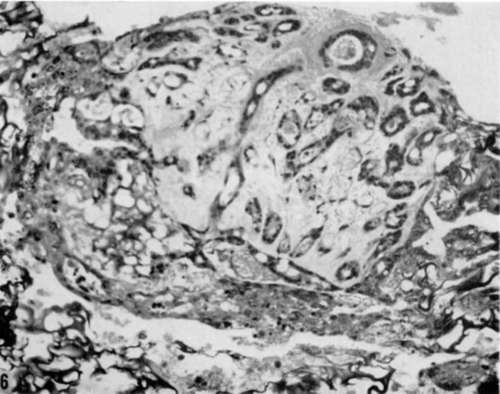 Gelatin sponge matrix culture of submandibular salivary gland