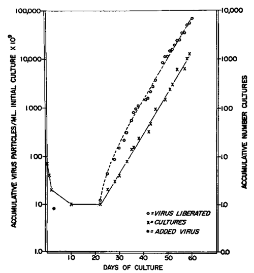 Growth and liberation of virus by myeloblasts derived from normal bone marrow