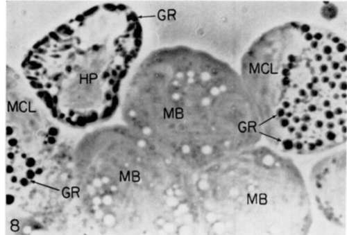 Phase contrast photograph of living cells from bone marrow of normal (uninfected) chicken