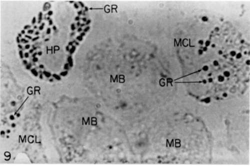 Same cells as those of figure 8 after freezing