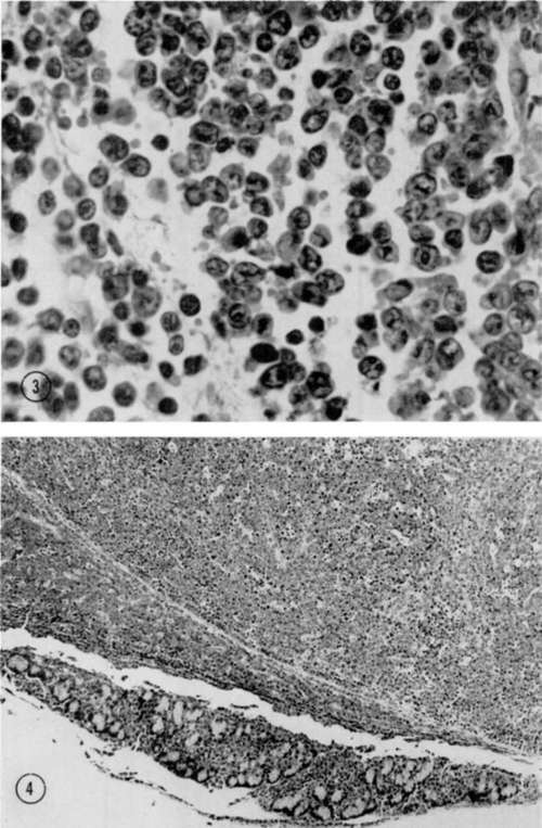 Sprague Dawley rat inoculated with mouse derived virus
