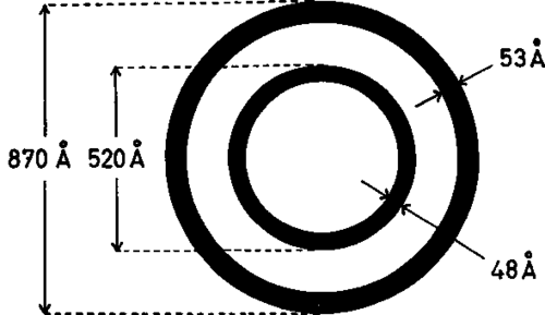 dimensions of the shells of the Swiss mouse leukemia virus
