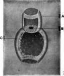 Ileocecal Valve of a Conger Eel. A. Ileum; B. Ileocecal Valve; C. Colon.