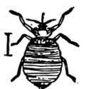 Fig. 360. Bedbug.