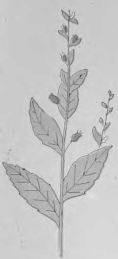 Plate 18. Black Hellebore - Poisonous Plants.