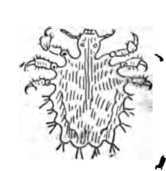 Fig. 342. The Crab or Pubic Louse.