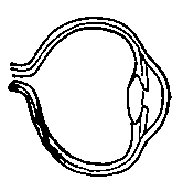 Fig. 451. Eye ball of Long-sighted Eye.