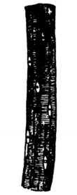 Fig. 335. Fatty Muscular Fibers.