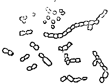 Fig. 346. Favus Parasite.