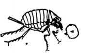 Fig. 359. Jigger, a Female, natural size.
