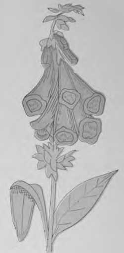 Plate 18. Fox-glove - Poisonous Plants.
