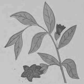 Plate 20. Garden Night Shade - Poisonous Plants.