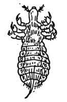 Fig. 340. The Head Louse.