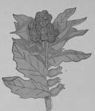 Plate 21. Henbane - Poisonous Plants.