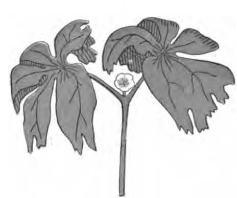 Plate 22. May Apple, or Mandrake - Poisonous Plants.