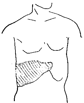 Fig. 288. Shows the Natural Size and Position of Liver.