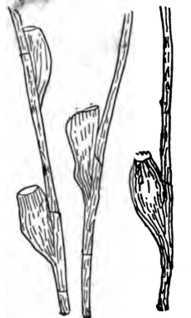 Fig. 343. Nits or Eggs of the Head Louse.