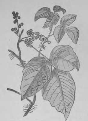 Plate 17. Poison Ivy - Poisonous Plants.