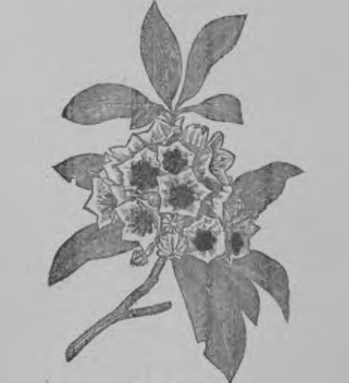 Plate 21. Sheep Laurel - Poisonous Plants.