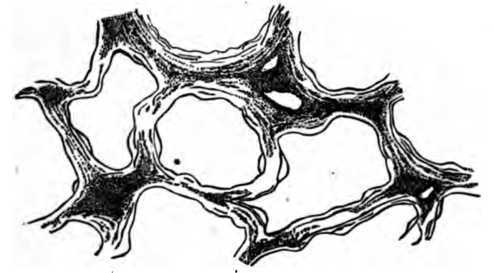 Fig. 311. Small Portion Of Lung.