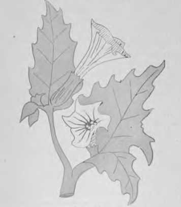 Plate 17. Stramonium - Poisonous Plants.